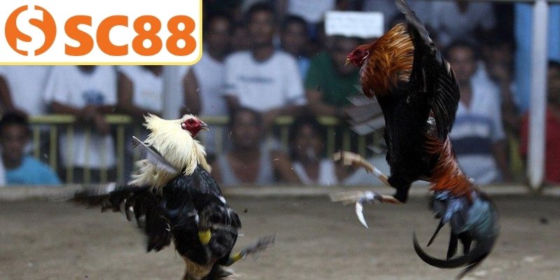 Các hình thức đá gà SC88