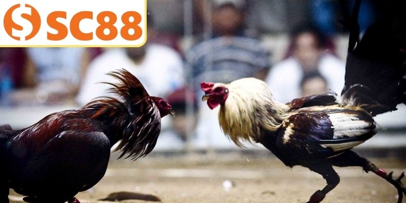 Người chơi cần chọn đúng chiến kê