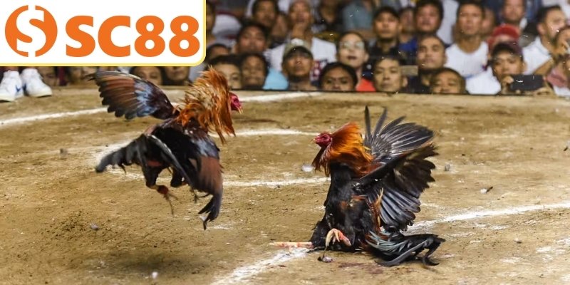 Chiến kê đá gà Thomo phải đáp ứng các tiêu chuẩn