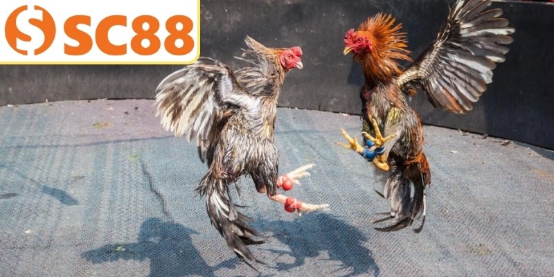 Thuật ngữ đá gà về cuộc so tài