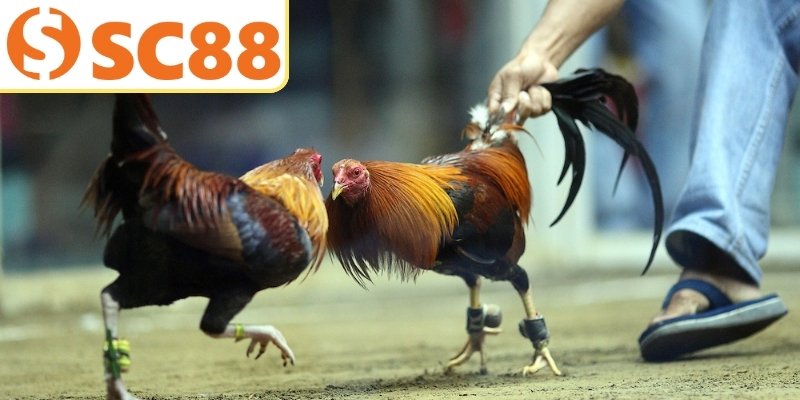 Luật tham chiến cực kỳ chuyên nghiệp