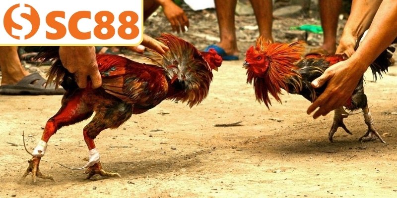 Quy trình om bóp rất cần thiết